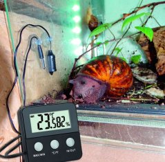 TFA 30.5044.01 - TERRACHECK - Teploměr a vlhkoměr do terária